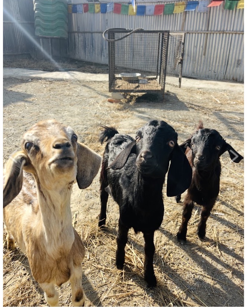 Rudra Yani - Image 4