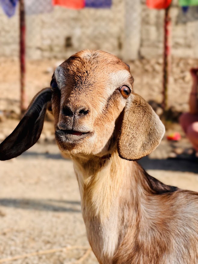 Rudra Yani - Image 3