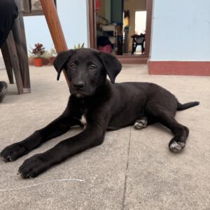 Karuna